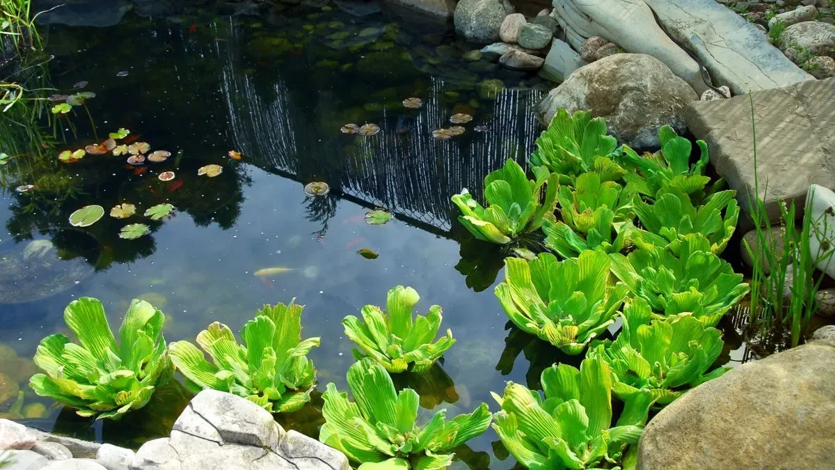Garden pond in Norfolk by Hilton & Green Landscaping