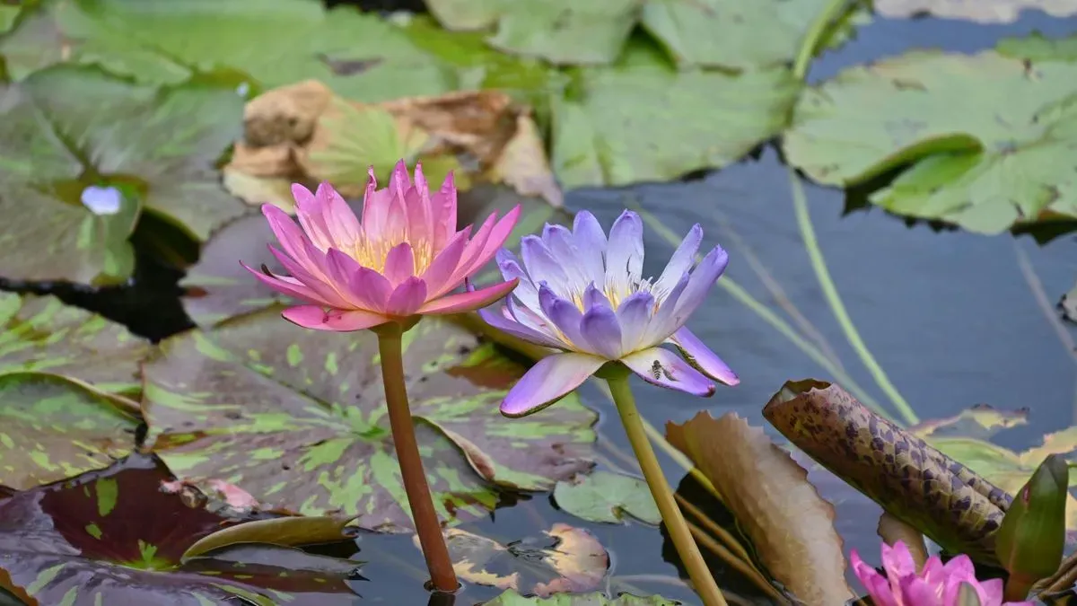Garden pond in Norfolk by Hilton & Green Landscaping