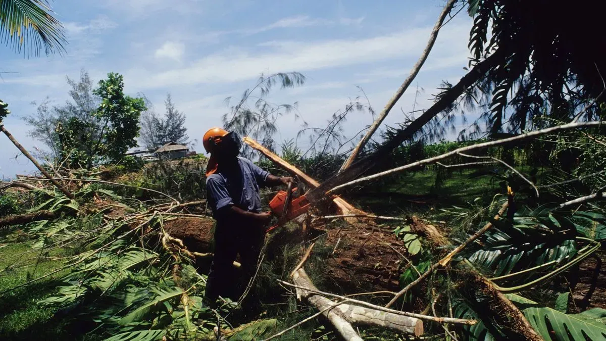 Tree surgery in Norfolk by Hilton & Green Landscaping