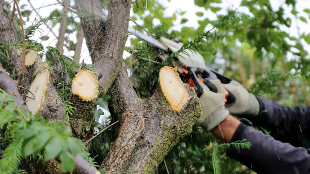 Tree surgery in Norfolk by Hilton & Green Landscaping