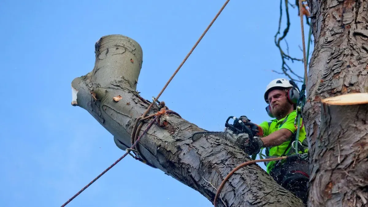 Tree surgery in Norfolk by Hilton & Green Landscaping